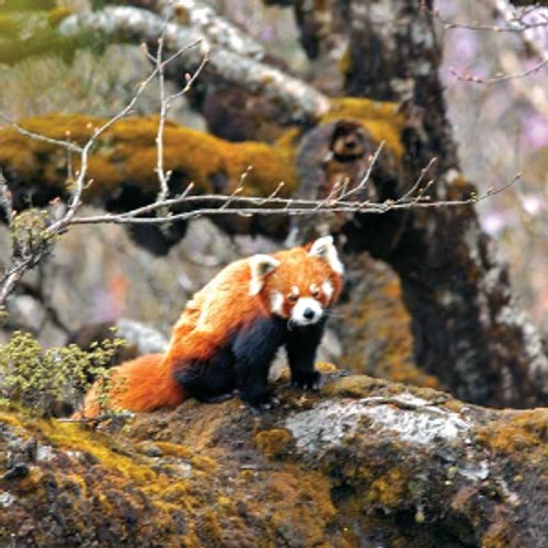 Singalila Forest West Bengal